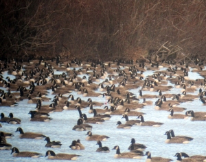 The arrow points to a Cackling Goose among the multitude of Canada Geese at Budd Lake, Jan. 20, 2013
