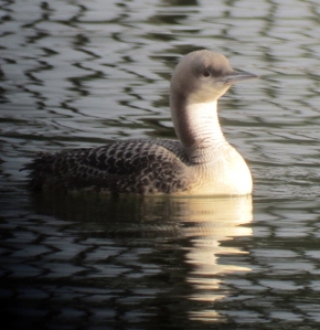 Day 12 of the Pacific Loon in Morris Plains, NJ, Mar. 20, 2013 (digiscoped by Jonathan Klizas).