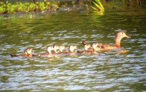 Wood Ducks, Melanie Lane Wetlands, NJ, July 10, 2013 (digiscoped by Jonathan Klizas).