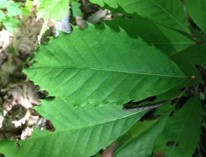 American Chestnut (Castanea dentata), Jefferson Twp., NJ, June 7, 2014 (photo by J. Klizas)
