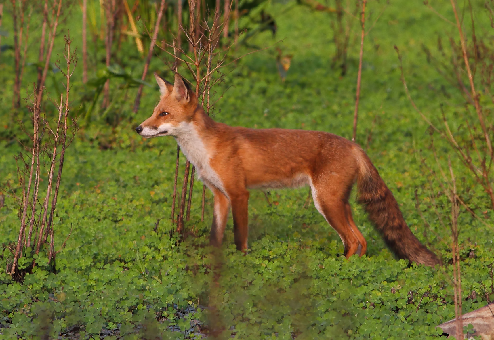 Red Fox, Hanover Twp., NJ, Aug. 20, 2014 | mocosocoBirds