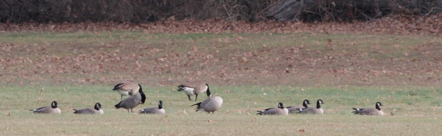 9 Cackling Geese, Duke Island Park, NJ, Dec. 1, 2014 (photo by Jeff Ellerbusch)