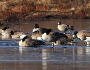 Cackling Goose with Canada Geese, Speedwell Lake, NJ,  Jan. 1, 2014 (photo by Jonathan Klizas)