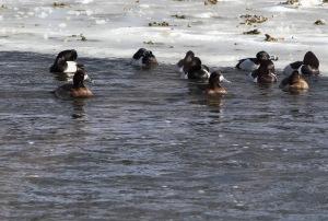 Greater Scaup with Ring-necked Ducks, Duke Island Park, NJ, Feb. 24, 2015 (photo by Jonathan Klizas)