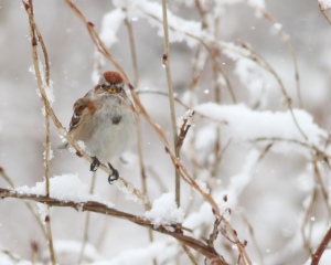 American Tree Sparrow, Great Swamp NWR, NJ, Mar. 20, 2015 (photo by Jonathan Klizas)