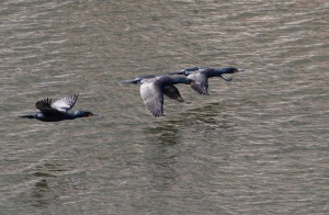Double-crested Cormorants, Boonton Reservoir, NJ, Mar. 22, 2015 (photo by Jonathan Klizas)