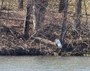 Great Egret, Lincoln Park, NJ, Mar. 29, 2015 (photo by Jonathan Klizas)