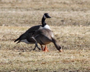 Greater White-fronted Goose, Duke Island Park, NJ, Mar. 18, 2015 (photo by Jonathan Klizas)
