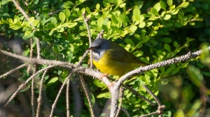 Mourning Warbler, Troy Meadows, NJ, May 22, 2015 (photo by Chris Thomas)