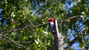 Red-headed Woodpecker (photo by Chris Thomas)