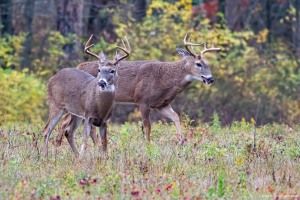 Deer, Frelinghuysen Fields, NJ, Nov. 6, 2015 (photo by Jonathan Klizas)