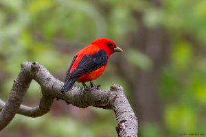 Scarlet Tanager, Mahlon Dickerson Reservation, NJ, May 22, 2016 (photo by Jonathan Klizas)