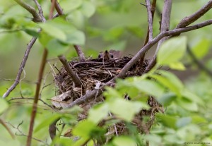 Wood Thrush Nest, Mahlon Dickerson Reservation, NJ, May 22, 2016 (photo By Jonathan Klizas)