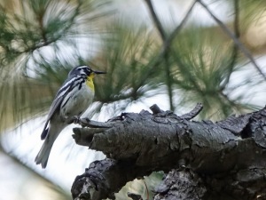 Yellow-throated Warbler, Colonial Park, Franklin Twp., NJ, June 21, 2016 (photo by Ken Eberts)